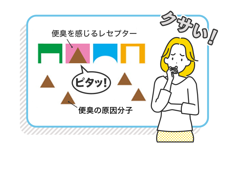 便臭を感じるレセプター