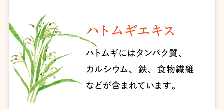 〈ハトムギエキス〉ハトムギにはタンパク質、カルシウム、鉄、食物繊維などが含まれています。