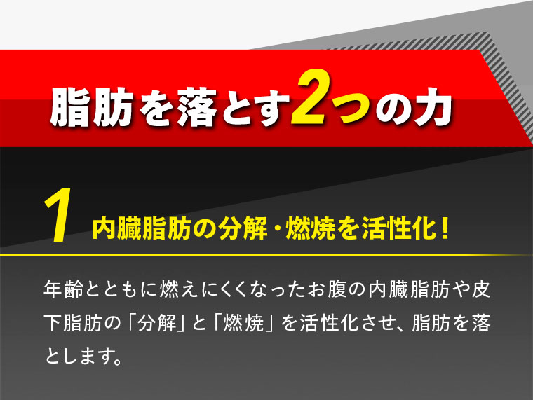 内臓脂肪の分解・燃焼を活性化！