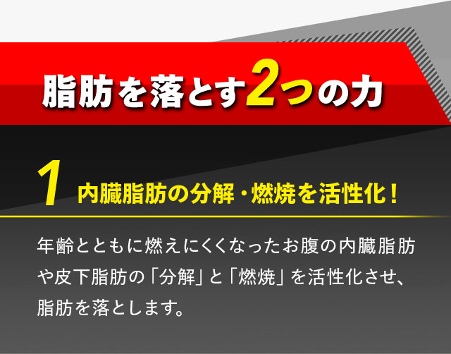内臓脂肪の分解・燃焼を活性化！