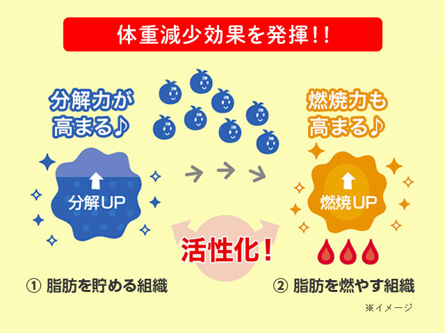 体重減少効果を発揮！！