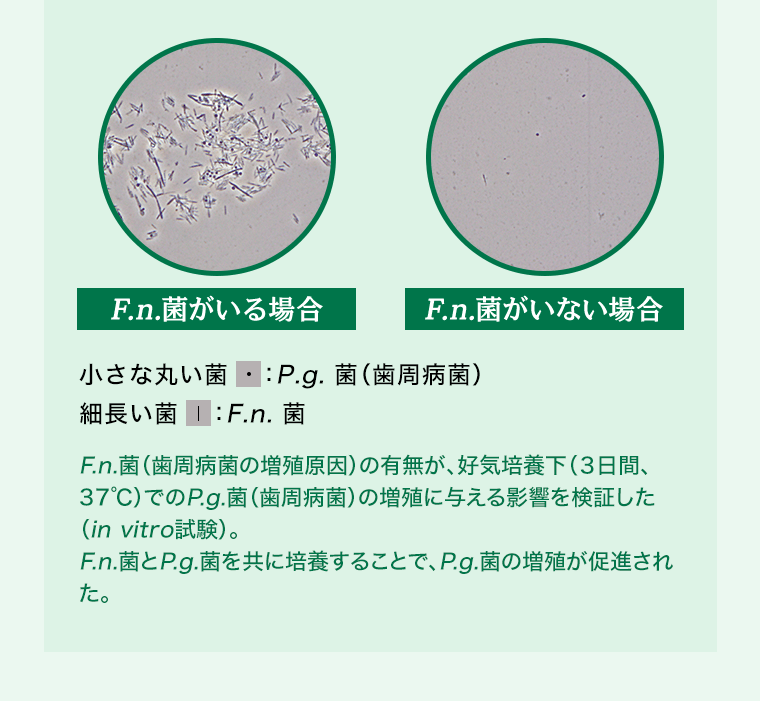 F.n.菌（歯周病菌の増殖原因）の有無が、好気培養下（3日間、37℃）でのP.g.菌（歯周病菌）の増殖に与える影響を検証した（in vitro試験）。F.n.菌とP.g.菌を共に培養することで、P.g.菌の増殖が促進された。