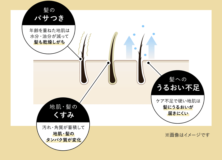 髪のパサつき　地肌・髪のくすみ　髪への潤い不足