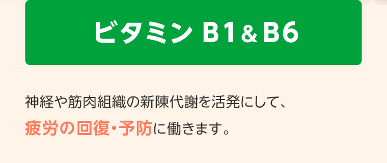 ビタミン B1&B6　神経や筋肉組織の新陳代謝を活発にして、疲労の回復・予防に働きます。