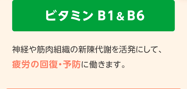 ビタミン B1&B6　神経や筋肉組織の新陳代謝を活発にして、疲労の回復・予防に働きます。