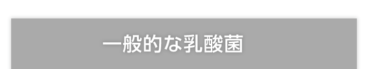 一般的な乳酸菌