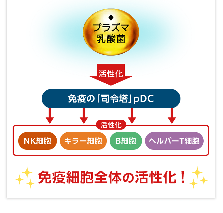 免疫細胞全体の活性化！
