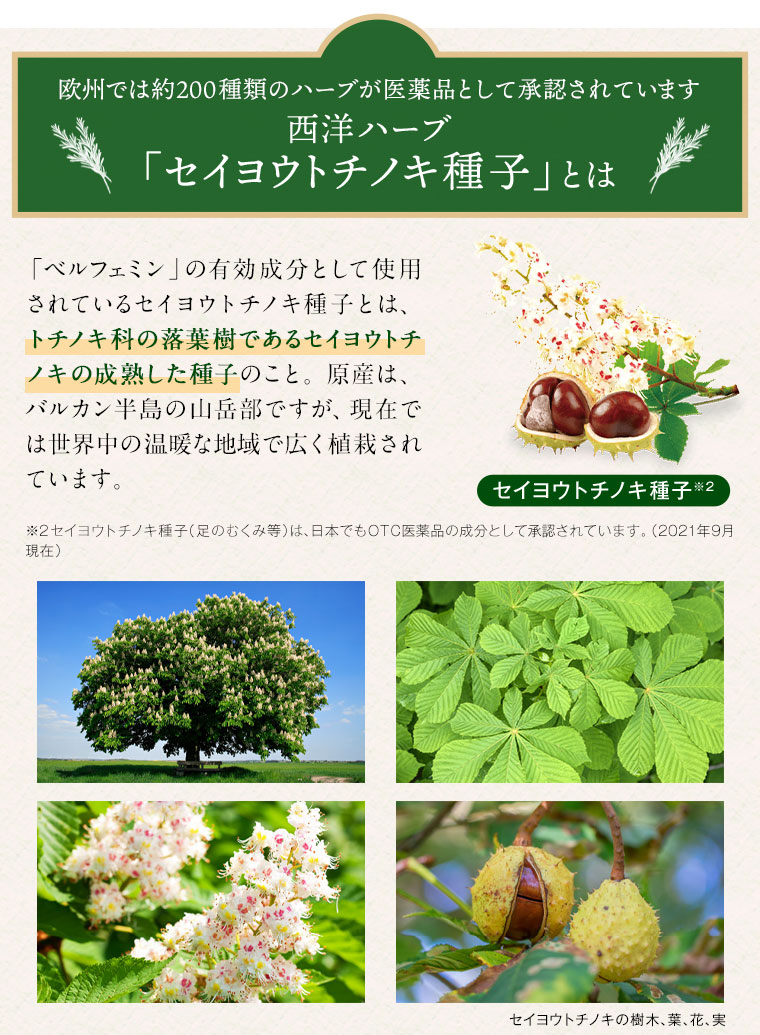 西洋ハーブ「セイヨウトチノキ種子」とは