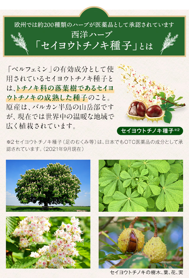 西洋ハーブ「セイヨウトチノキ種子」とは