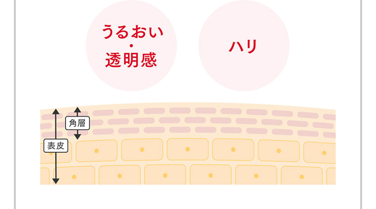 うるおい・透明感 ハリ