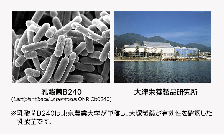 乳酸菌B240（Lactiplantbacillus pentosus ONRICb0240）　大津栄養製品研究所　※乳酸菌B240は東京農業大学が単離し、大塚製薬が有効性を確認した乳酸菌です。