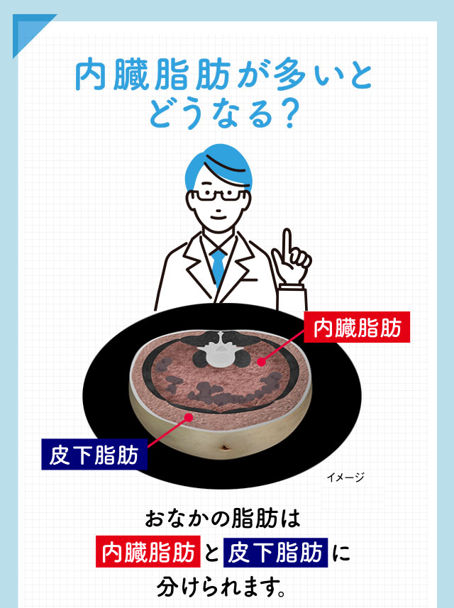内臓脂肪が多いとどうなる？お腹の脂肪は内臓脂肪と皮下脂肪に分けられます。
