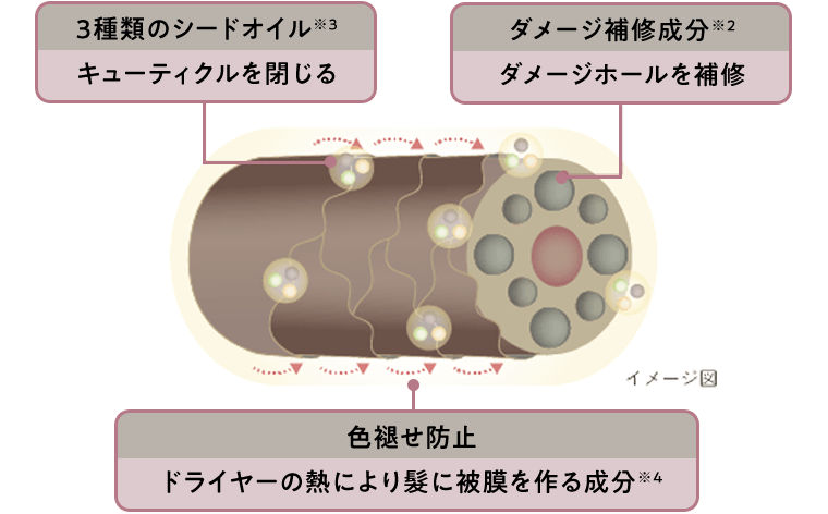 3種類のシードオイル※3｜キューティクルを閉じる／ダメージ補修成分※2｜ダメージホールを補修／色褪せ帽子｜ドライヤーの熱により髪に被膜を作る成分※4　イメージ図