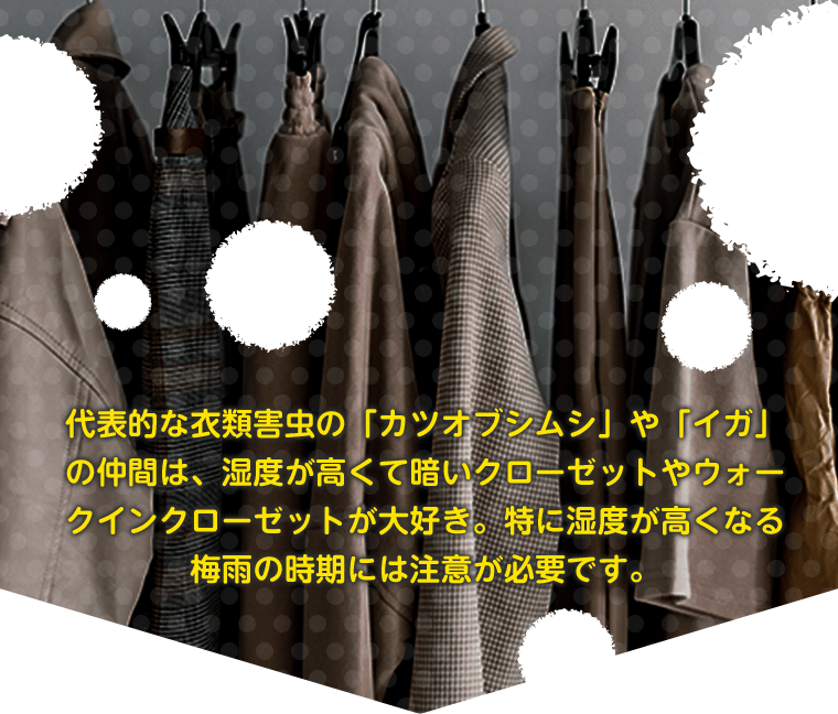 代表的な衣類害虫の「カツオブシムシ」や「イガ」の仲間は、湿度が高くて暗いクローゼットやウォークインクローゼットが大好き。特に湿度が高くなる梅雨の時期には注意が必要です。