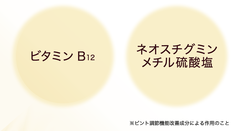 ビタミンB12／ネオスチグミンメチル硫酸塩　※1 ピント調節筋　※2 ピント調節機能改善成分による作用のこと