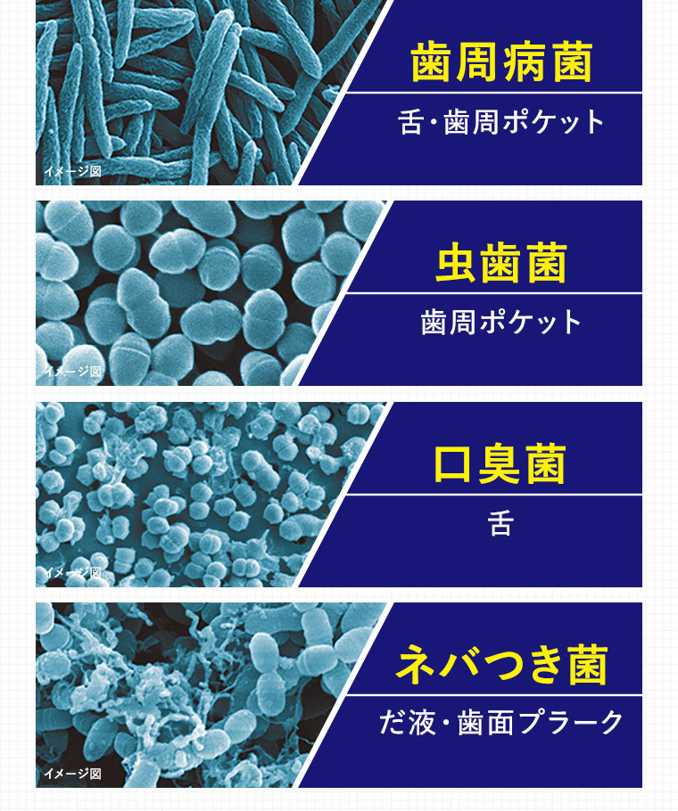 歯周病菌　虫歯菌　口臭菌　ネバつき菌