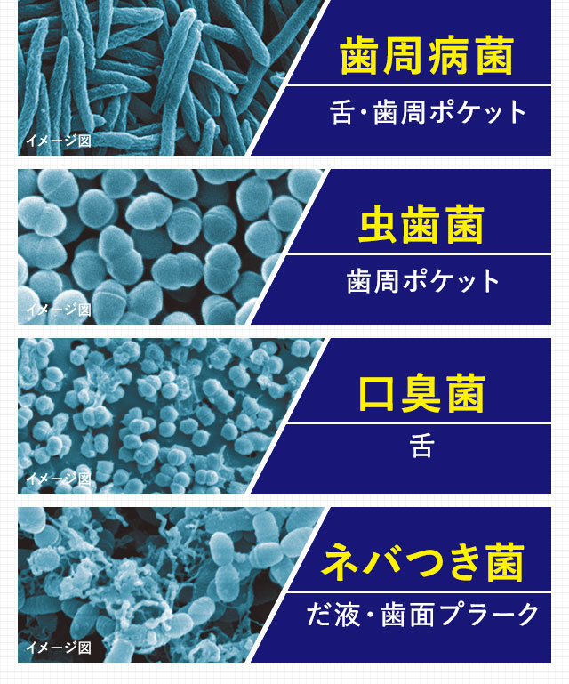 歯周病菌　虫歯菌　口臭菌　ネバつき菌