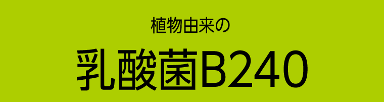 植物由来の乳酸菌　乳酸菌B240