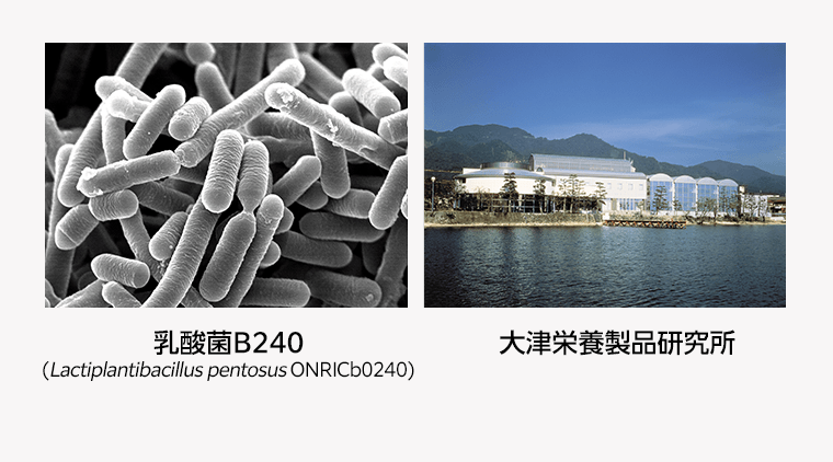 乳酸菌B240　大津栄養製品研究所
