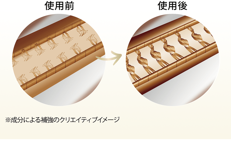 使用前→使用後　※成分による補強のクリエイティブイメージ