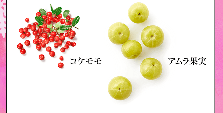 コケモモ　アムラ果実