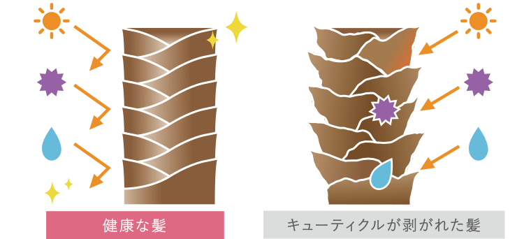 健康な髪｜キューティクルが剥がれた髪