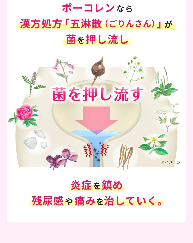 ボーコレンなら漢方処方「五淋散（ごりんさん）」が菌を押し流し、炎症を鎮め残尿感や痛みを治していく。