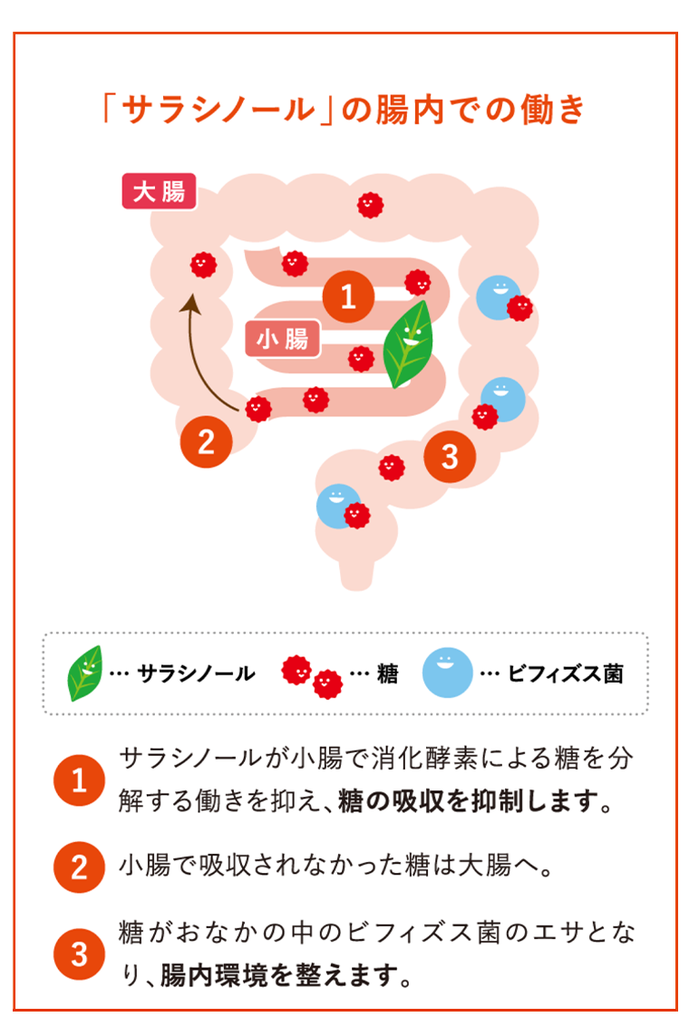 「サラシノール」の腸内での働き