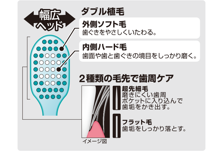 幅広ヘッド　ダブル植毛　2種類の毛先で歯周ケア