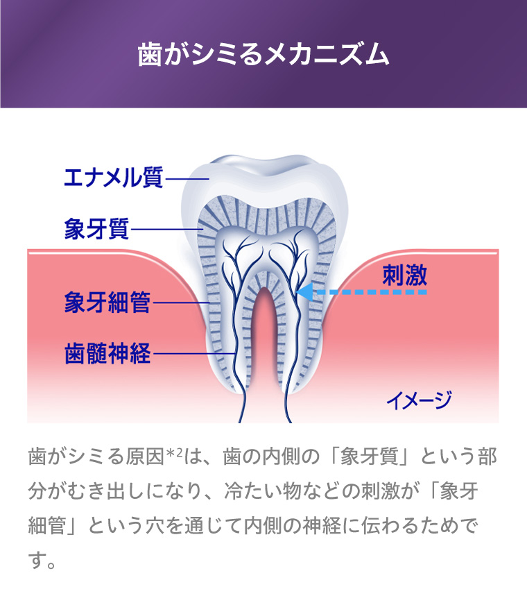 歯がシミるメカニズム
