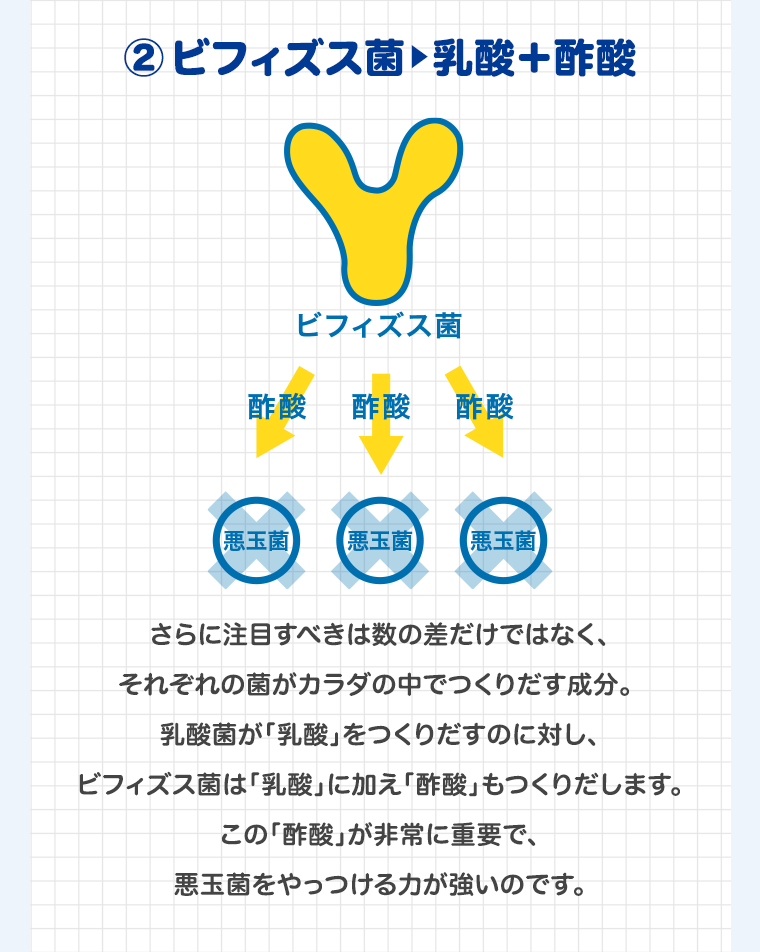 （２）ビフィズス菌→乳酸＋酢酸