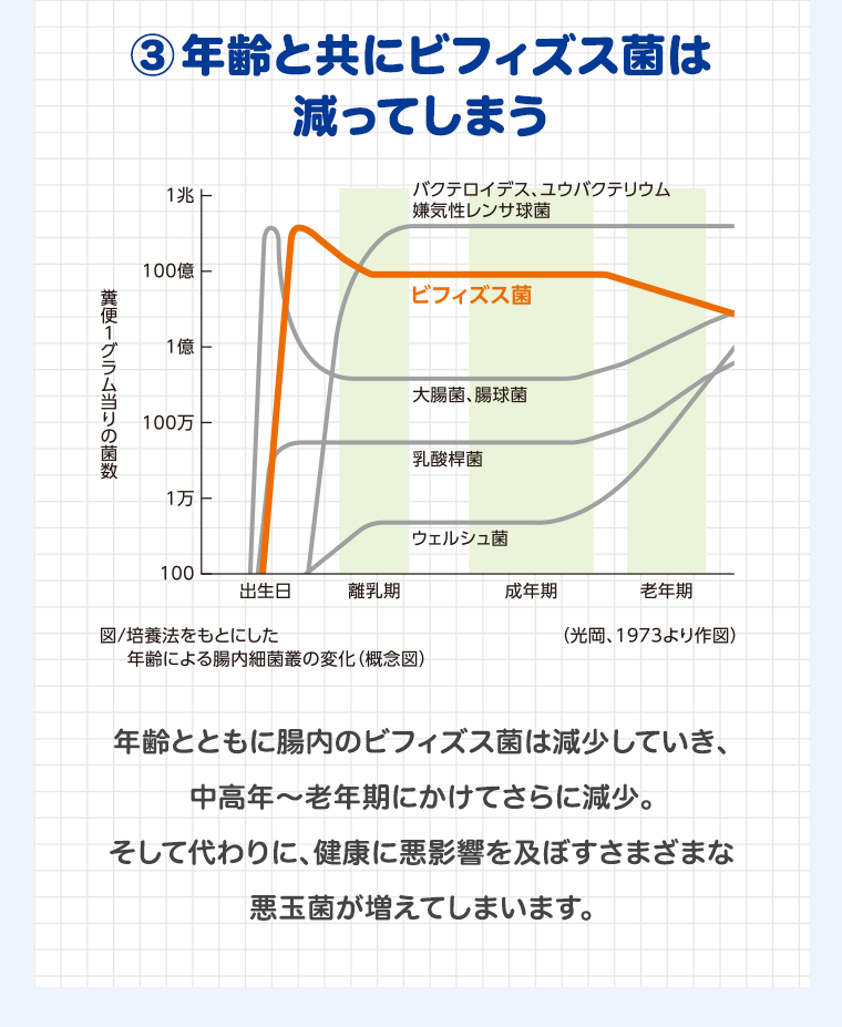 （３）年齢と共にビフィズス菌は減ってしまう