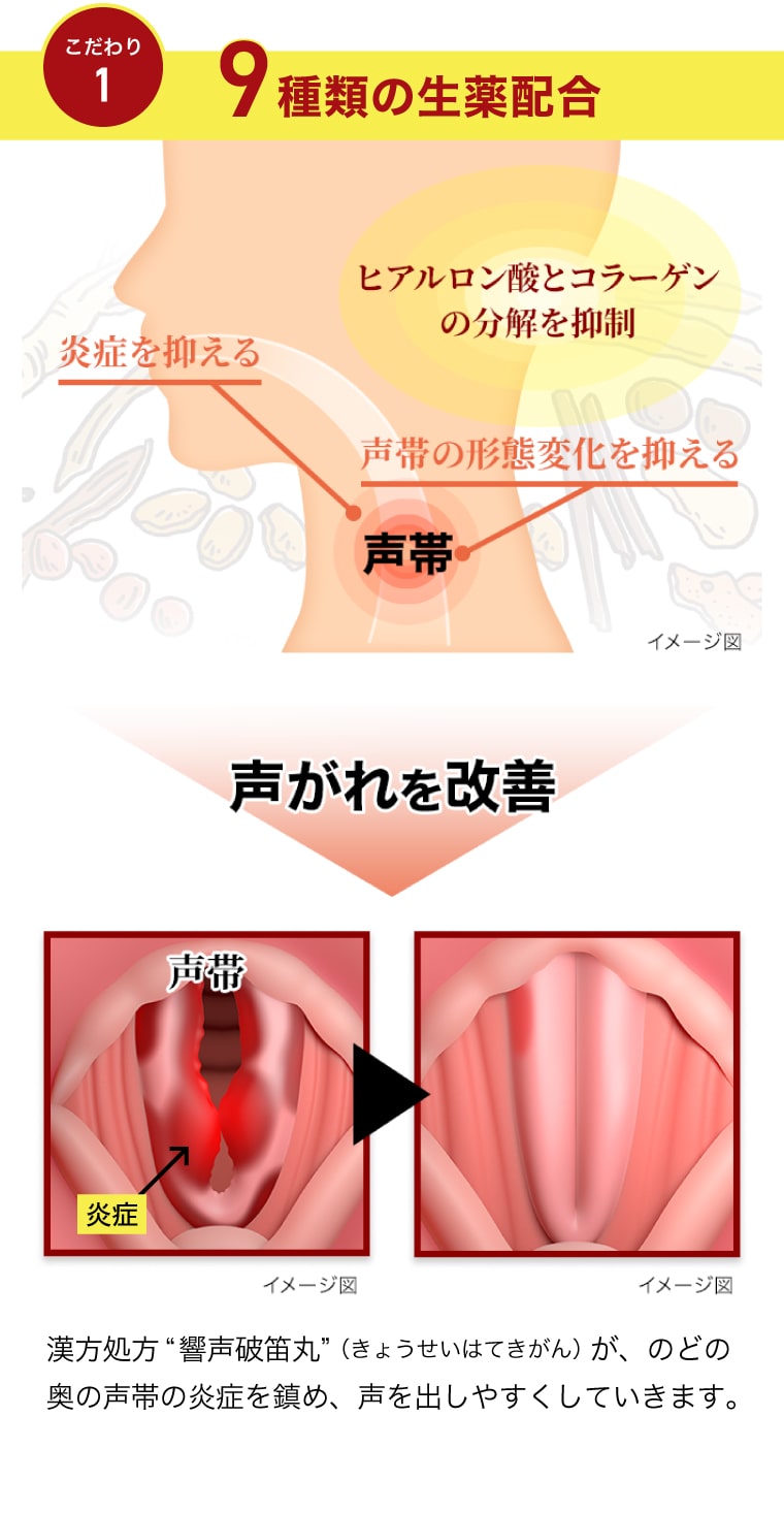 【こだわり1】9種類の生薬配合 ヒアルロン酸とコラーゲンの分解を抑制 漢方処方“響声破笛丸”（きょうせいはてきがん）が、のどの奥の声帯の炎症を鎮め、声を出しやすくしていきます。