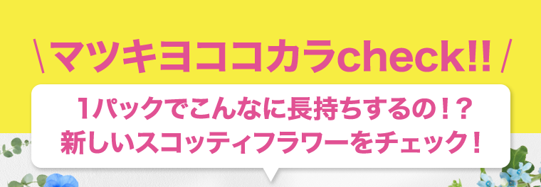 マツキヨココカラcheck！！１パックでこんなに長持ちするの！？新しいスコッティフラワーをチェック！