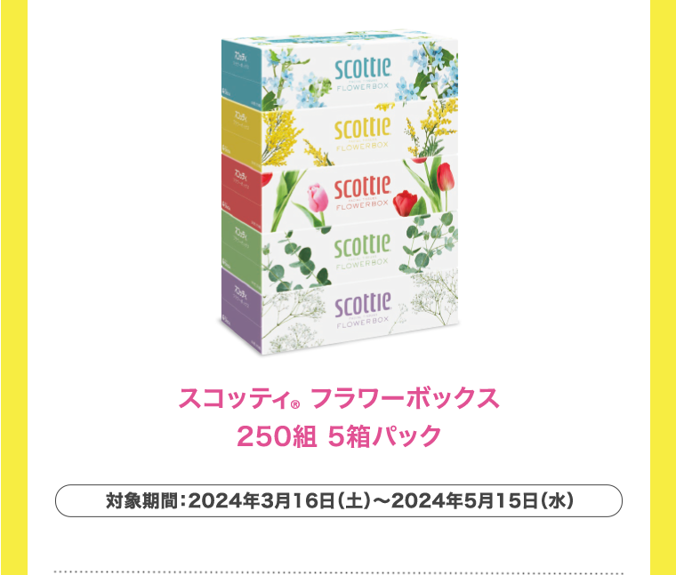 スコッティフラワーボックス　250組 5箱パック