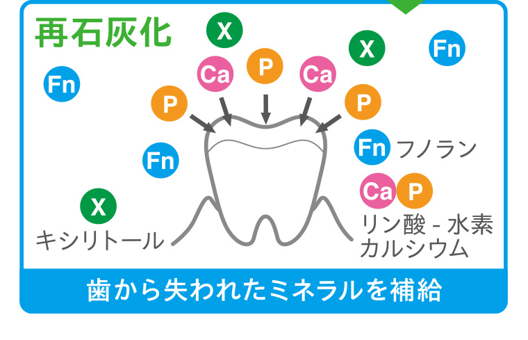 再石灰化 歯から失われたミネラルを補給