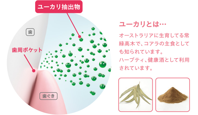 ユーカリとは・・・オーストラリアに生育してる常緑高木で、コアラの主食としても知られています。 ハーブティ、健康酒として利用されています。