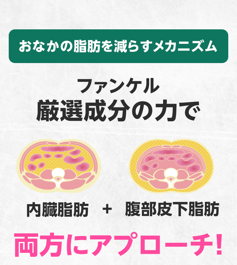 おなかの脂肪を減らすメカニズム