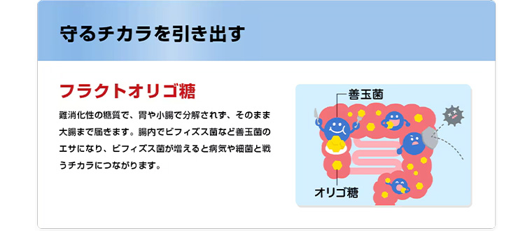 守るチカラを引き出す フラクトオリゴ糖 難消化性の糖質で、胃や小腸で分解されず、そのまま大腸まで届きます。 腸内でビフィズス菌など善玉菌のエサになり、ビフィズス菌が増えると病気や細菌と戦うチカラにつながります。