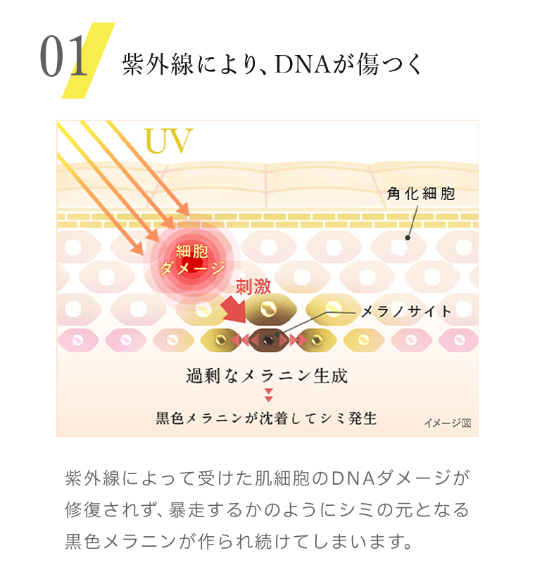 01　紫外線により、DNAが傷つく