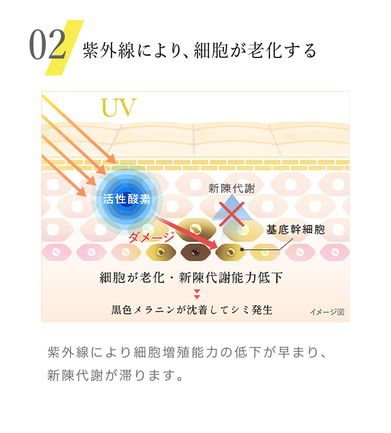 02　紫外線により、細胞が老化する