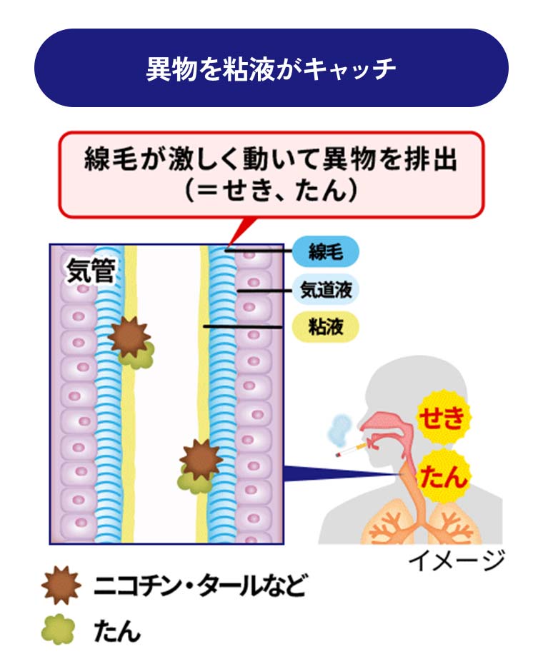 異物を粘液がキャッチ 線毛が激しく動いて異物を排出(=せき、たん)