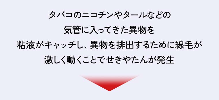 タバコのニコチンやタールなどの気管に入ってきた異物を粘液がキャッチし、異物を排出するために線毛が激しく動くことでせきやたんが発生