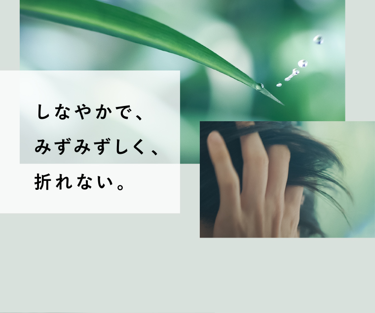 しなやかで、みずみずしく、折れない。