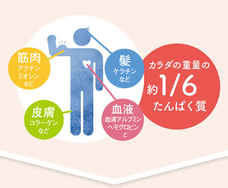 筋肉髮アクチン ミオシンなど　髪ケラチンなど　皮膚コラーゲンなど　血液血清アルブミン カラダの重量の約1/6たんぱく質