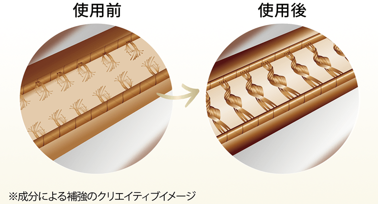 使用前／使用後　※成分による補強のクリエイティブイメージ