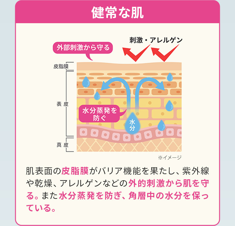 【健常な肌】肌表面の皮脂膜がバリア機能を果たし、紫外線や乾燥、アレルゲンなどの外的刺激から肌を守る。また水分蒸発を防ぎ、角層中の水分を保っている。