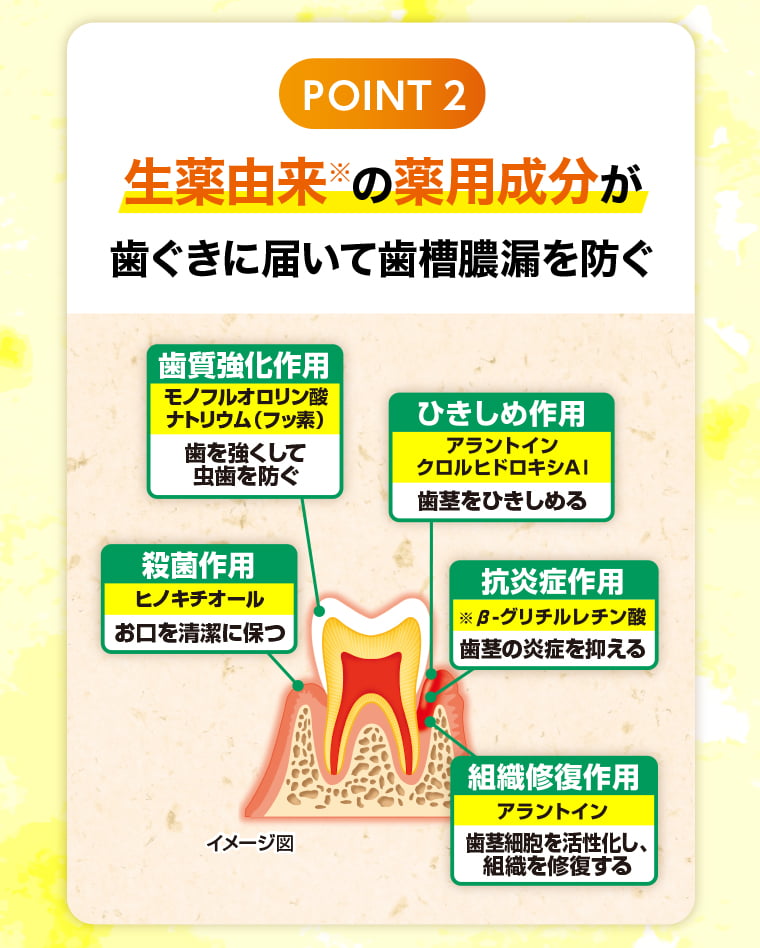 POINT2 - 生薬由来※の薬用成分が歯ぐきに届いて歯槽膿漏を防ぐ