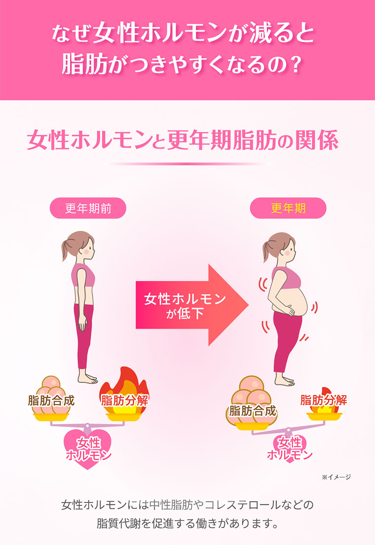 なぜ女性ホルモンが減ると脂肪が付きやすくなるの？