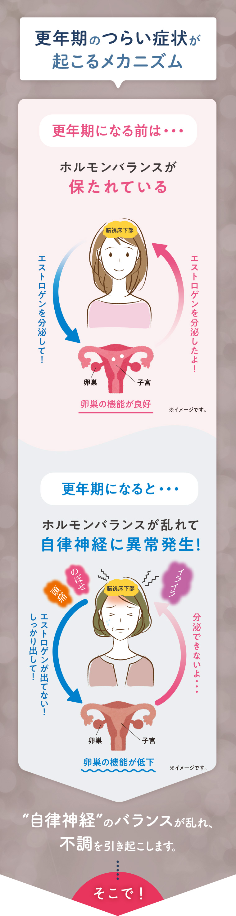 更年期のつらい症状が起こるメカニズム